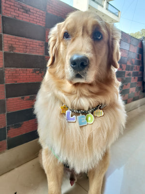 WAMP Paw-sonalised Name Necklace