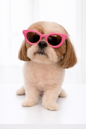 Coral Pink Dog Sunglasses – Stylish UV Protection Shades