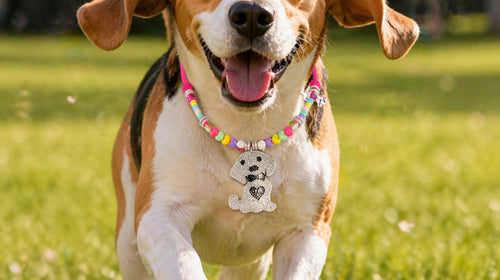 Why Your Pet Deserves Jewellery: The Rise of Luxury Pet Jewellery in India