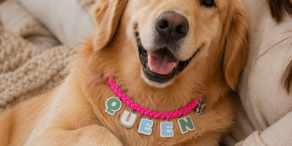 How to Choose the Perfect Personalised Dog Necklace: A WAMP Buying Guide