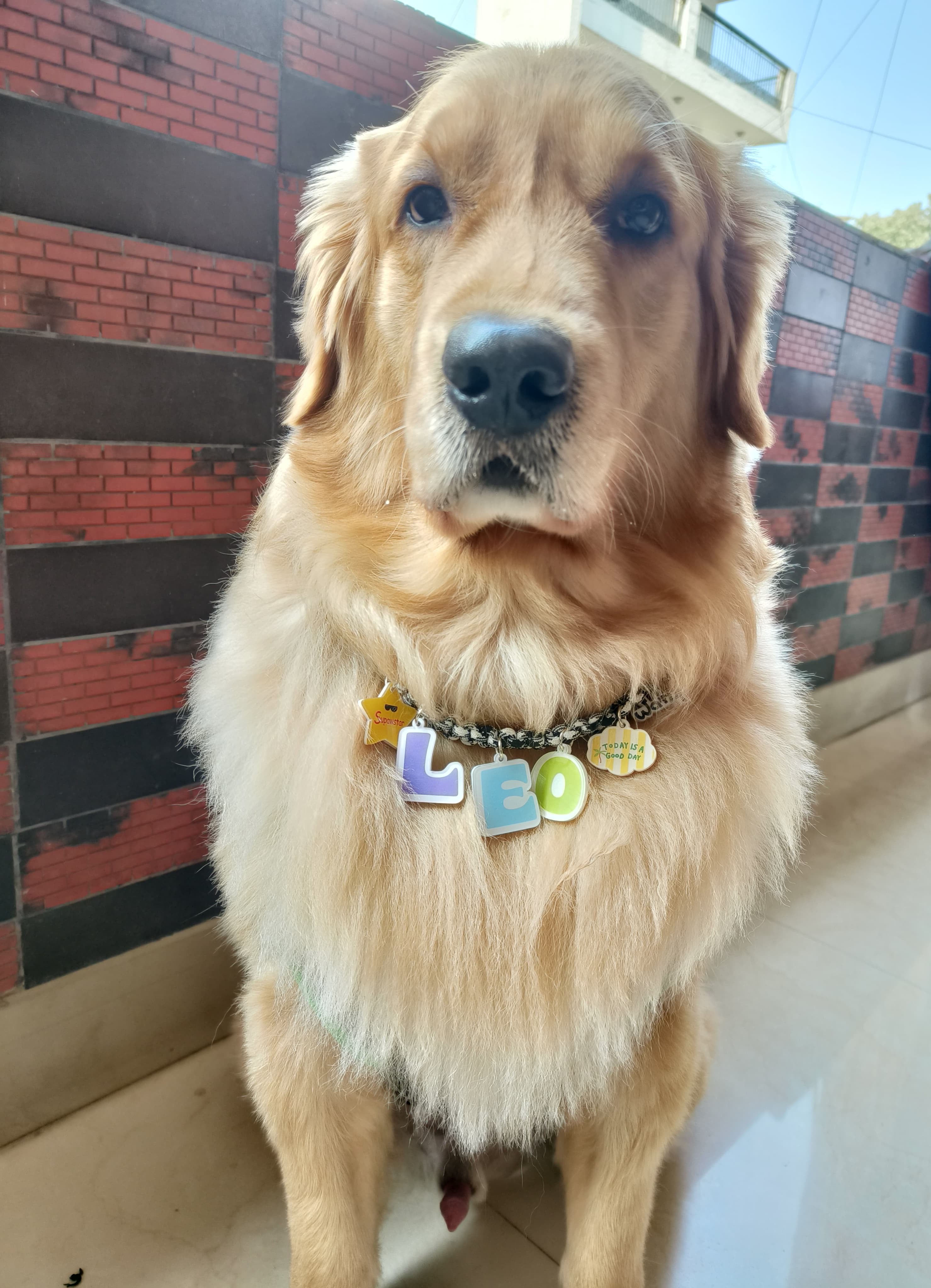 WAMP Paw-sonalised Name Necklace
