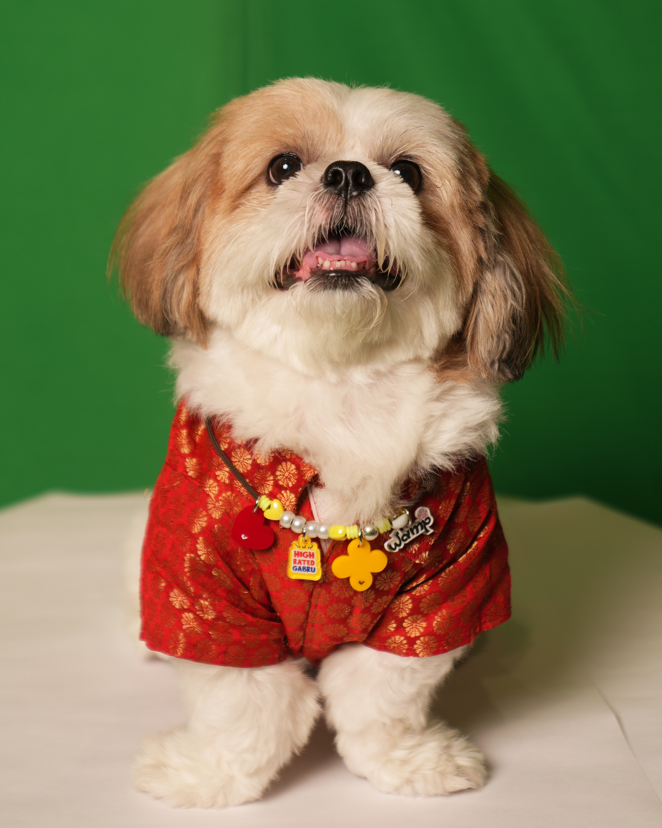 High Rated Gabru Pet Neck Rakhi | Trendy Pet Dog Rakhi Necklace