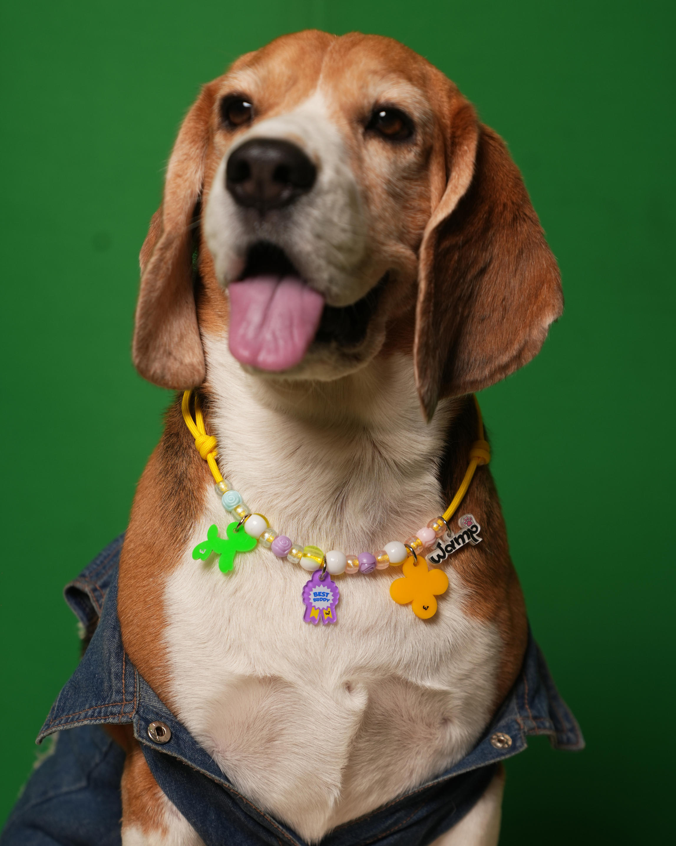 Best Buddy Pet Neck Rakhi | Stylish Pet Dog Rakhi Necklace