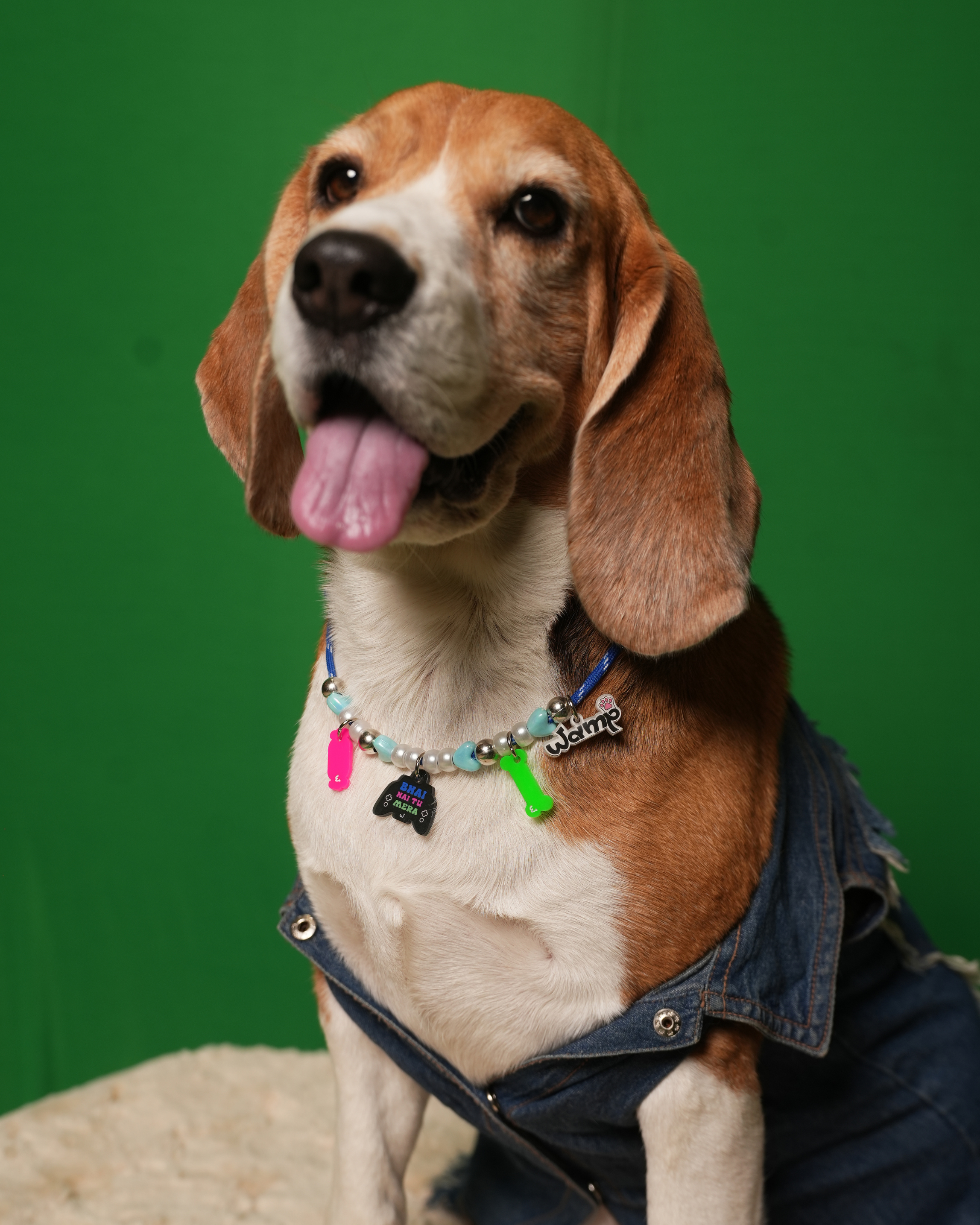 Bhai Hai Tu Mera Pet Neck Rakhi | Cute Pet Dog Rakhi