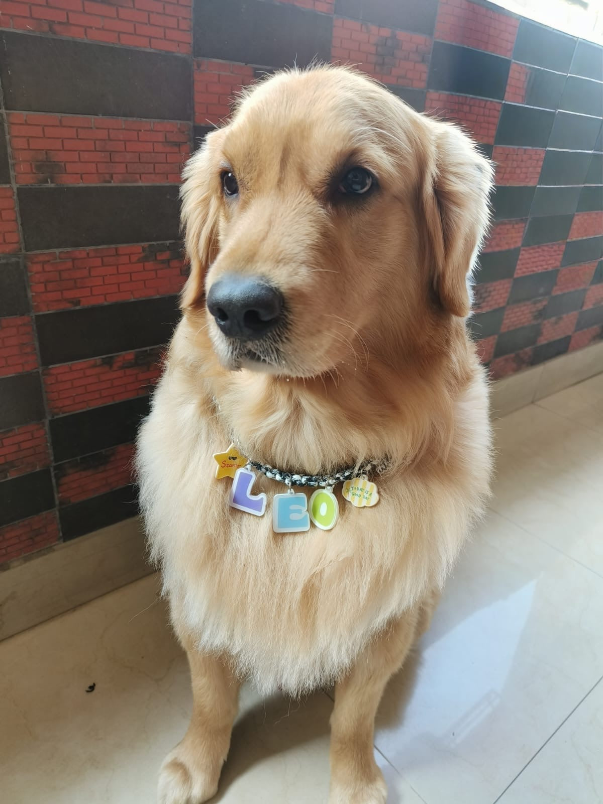 WAMP Paw-sonalised Name Necklace