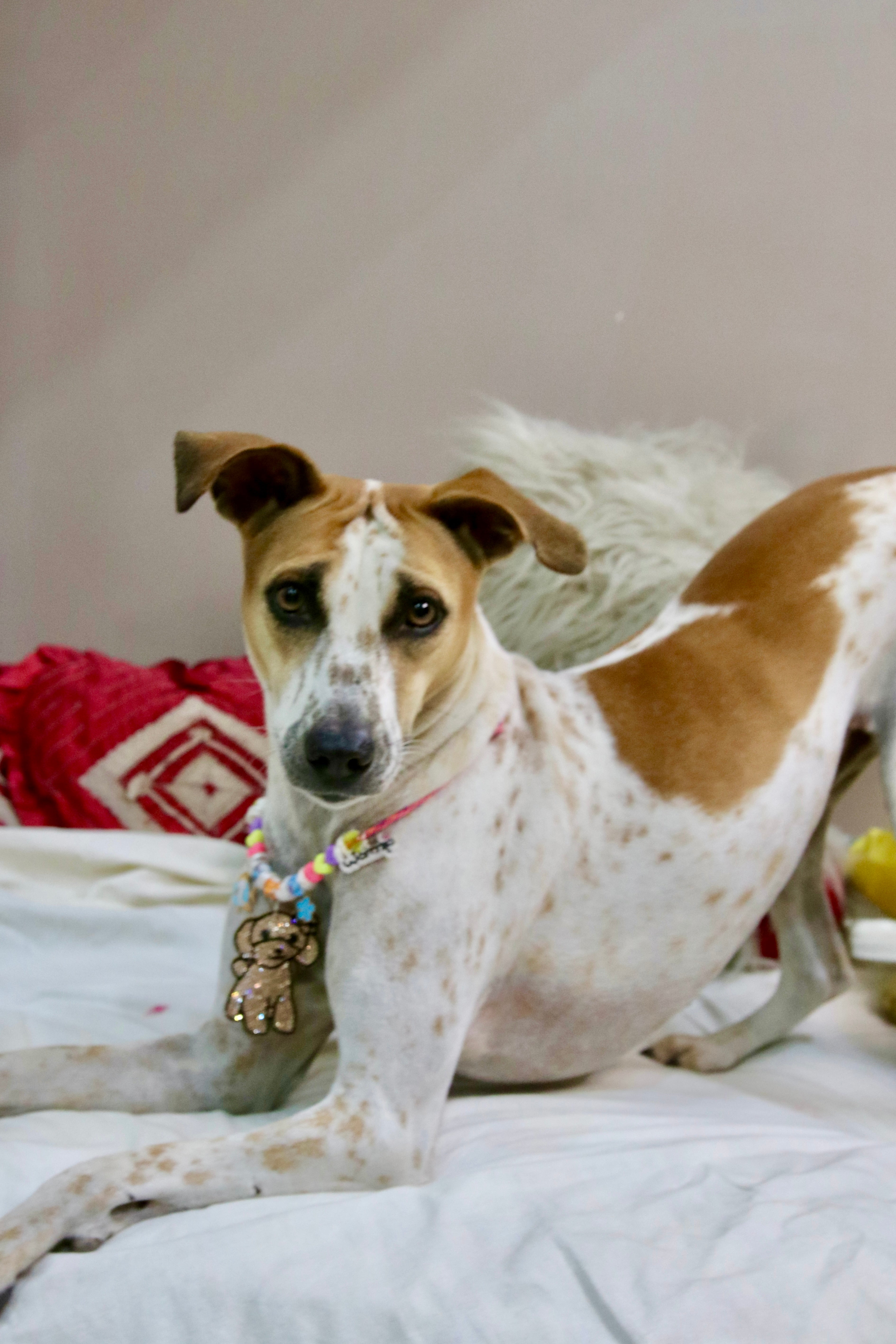 Golden Pup Glitter Necklace