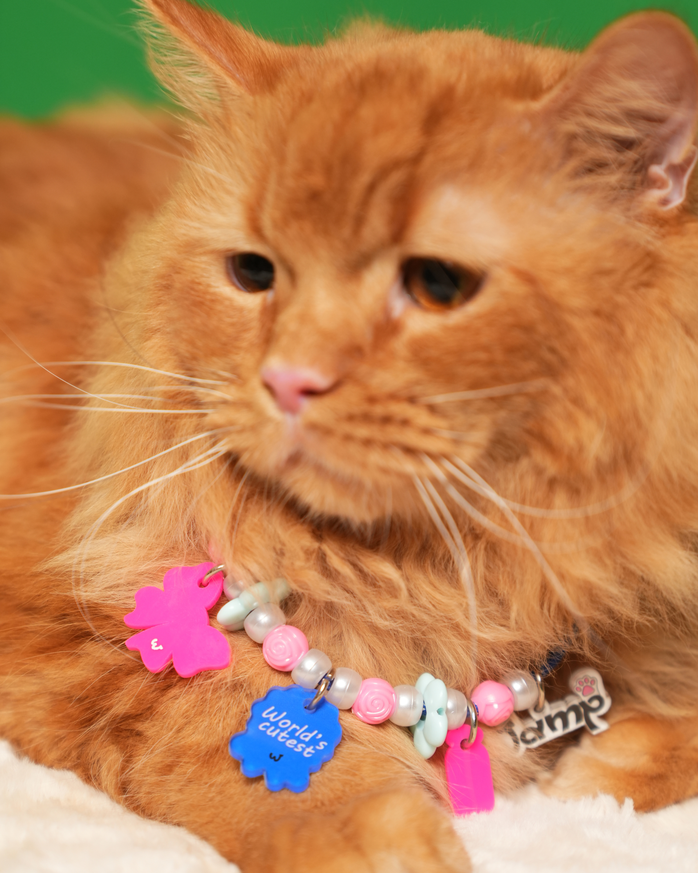 World's Cutest (Blue) Pet Neck Rakhi | Premium Pet Dog Rakhi Necklace