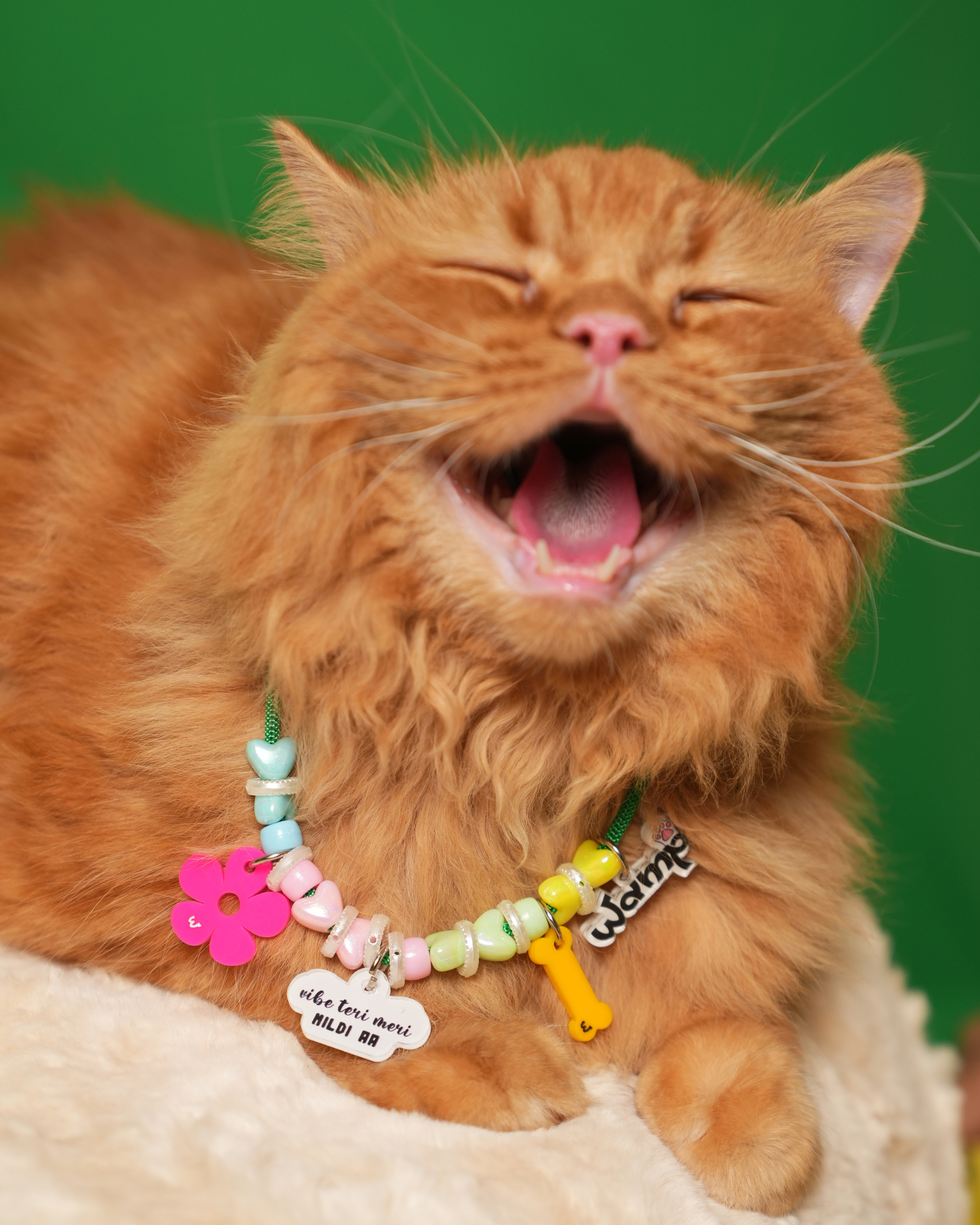 Vibe Teri Meri Mildi Aa Pet Neck Rakhi | Cute Pet Dog Rakhi