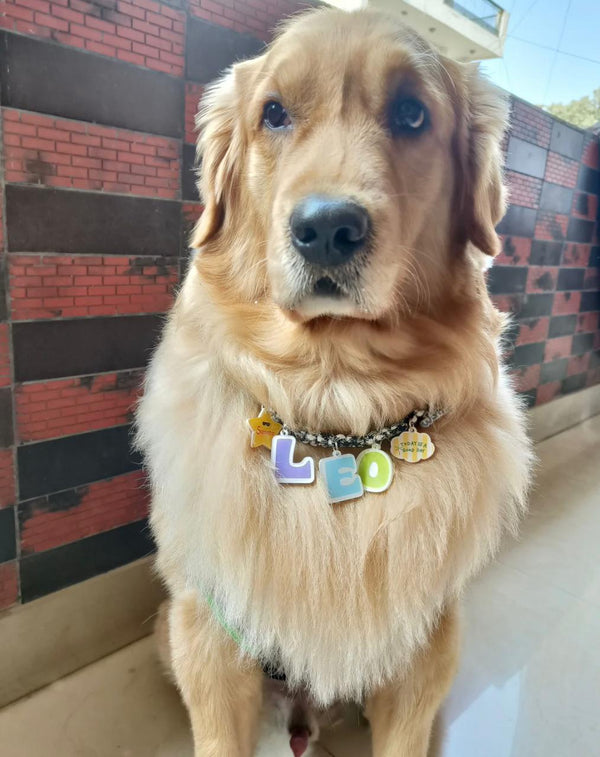 Pet wearing Wamps necklace