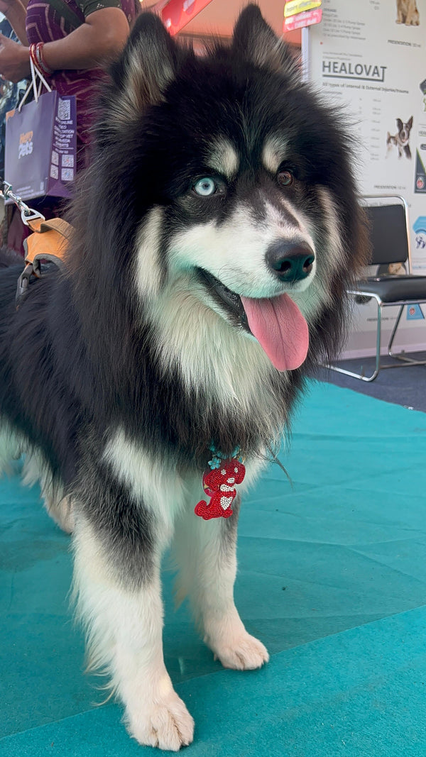 Pet wearing Wamps necklace