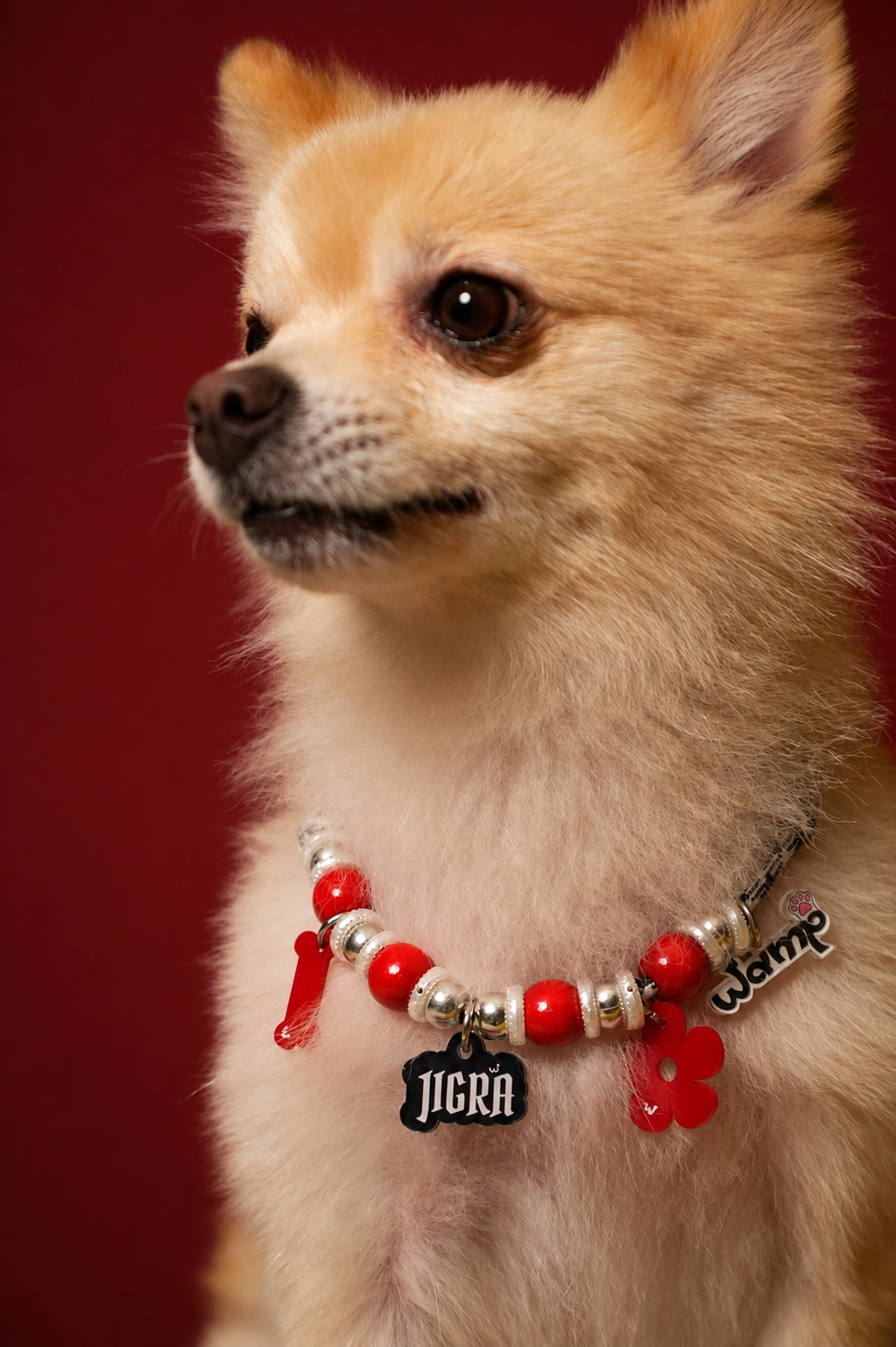 Jigra Pet Neck Rakhi | Premium Pet Dog & Cat Rakhi Necklace
