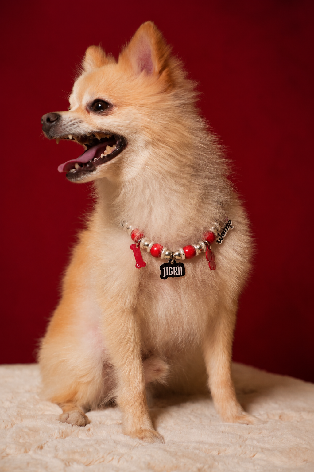 Jigra Pet Neck Rakhi | Premium Pet Dog & Cat Rakhi Necklace