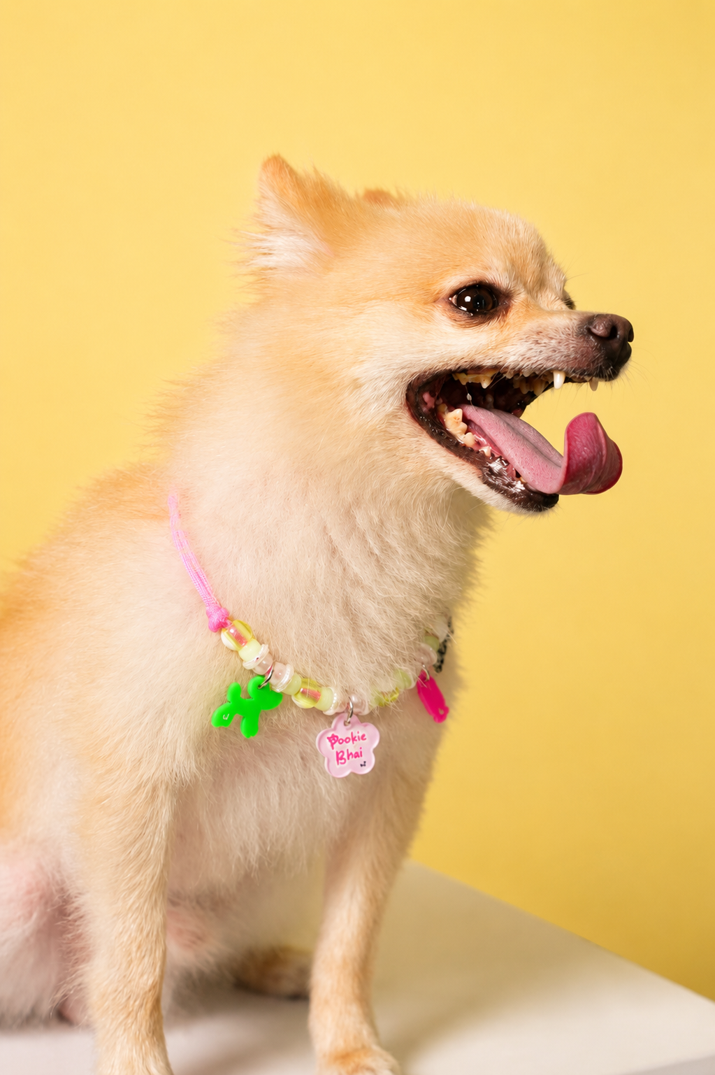 Pookie Bhai Paw & Bro Combo | Pet Neck Rakhi + Kids Rakhi Set